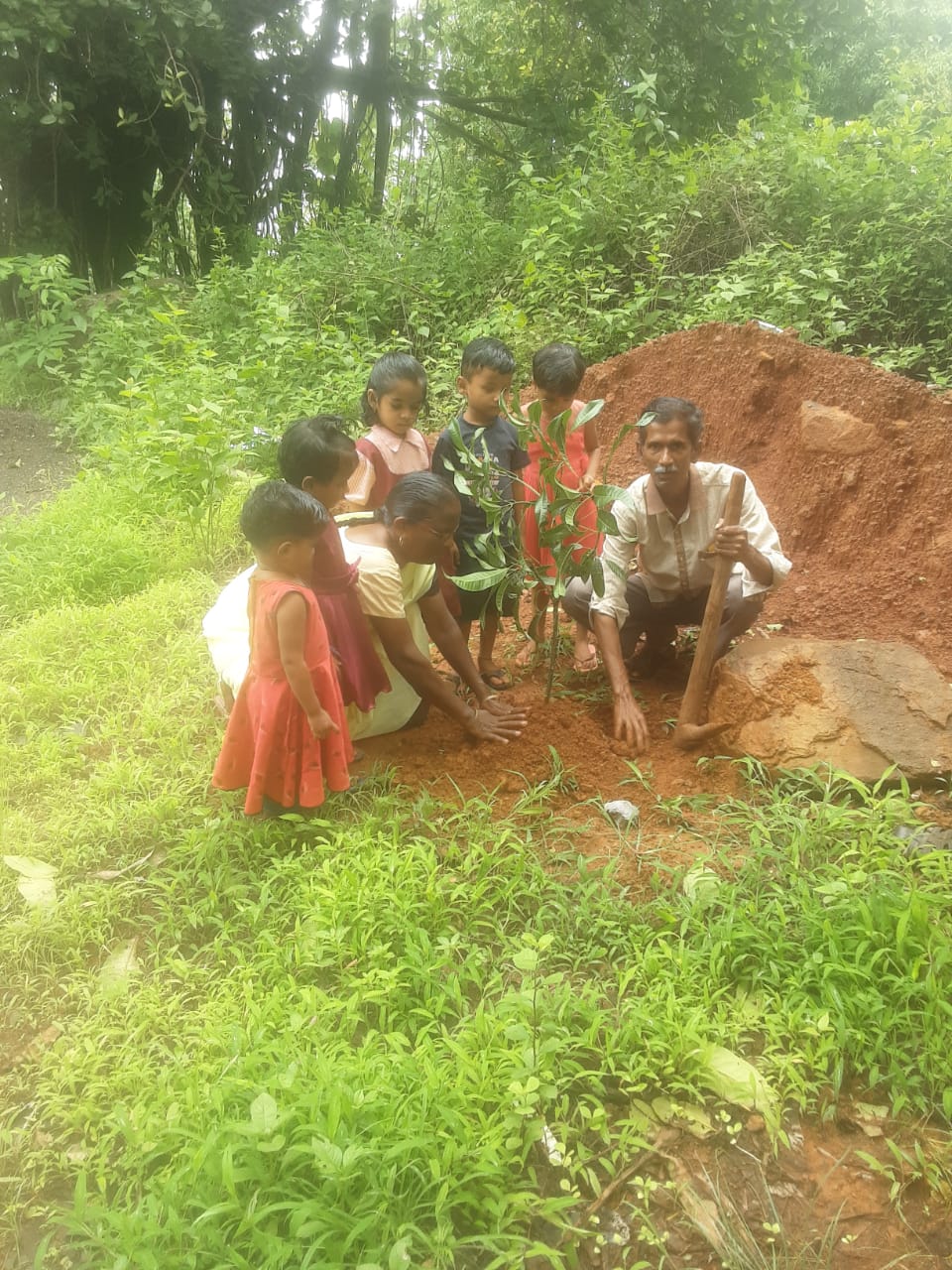 Tree Plantation